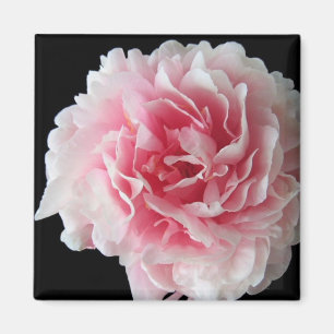 Imán del cuadrado del Peony del helecho