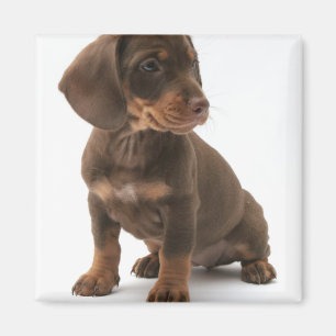 Imán del cuadrado del perrito del Dachshund