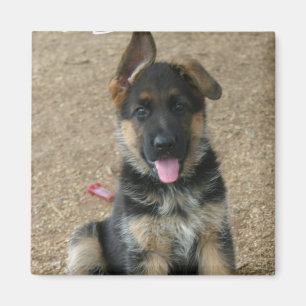 Imán del cuadrado del perrito del pastor alemán