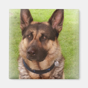 Imán del cuadrado del perro de pastor