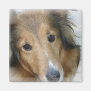 Imán del cuadrado del perro del collie