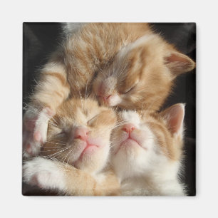 Imán del Cuteness del gatito