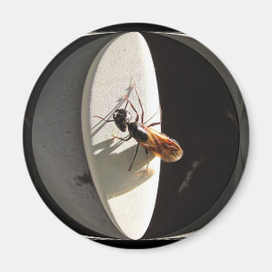Imán del ~ de la hormiga de carpintero de la rein