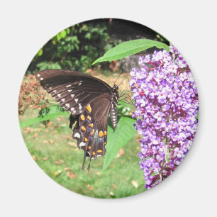 Imán del ~ de la mariposa de Spicebush
