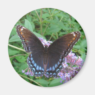 Imán del ~ de la mariposa del azul y de Brown