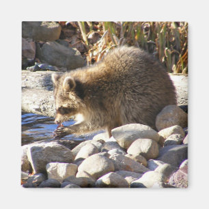 Imán del ~ del mapache del invierno