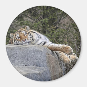 Imán del "día perezoso" del tigre