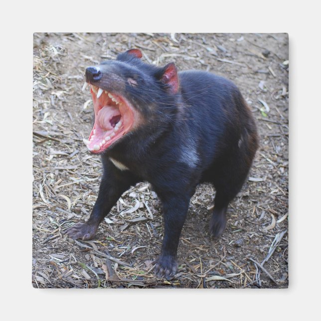Imán del diablo de Tasmania (Frente)