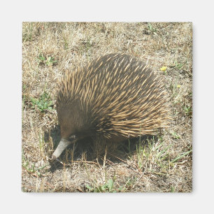 Imán del Echidna