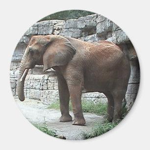 Imán del elefante