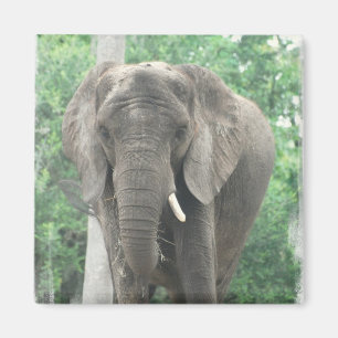 Imán del elefante de Tusked