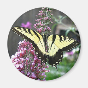 Imán DEL ESTE del TIGRE SWALLOWTAIL
