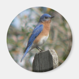 Imán del este del varón del Bluebird