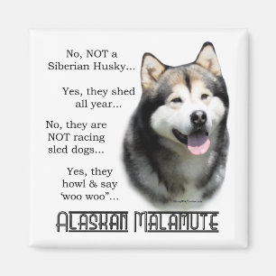 Imán del FAQ del Malamute de Alaska