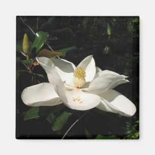 Imán del flor de la magnolia