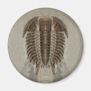 Imán del fósil de Trilobite