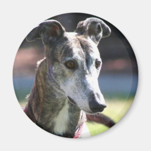 Imán del galgo