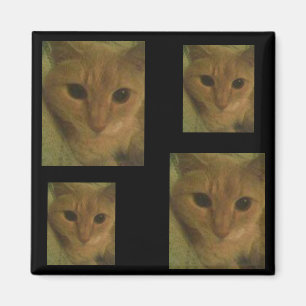 Imán del gatito
