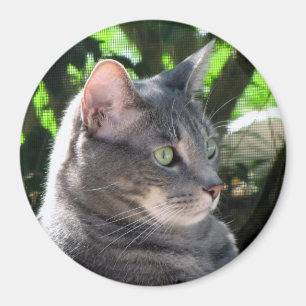 Imán del gato