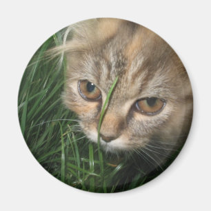 Imán del gato