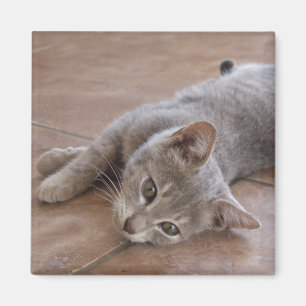 Imán del gato