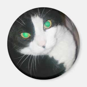 Imán del gato
