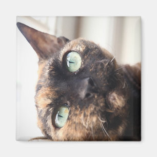 Imán del gato de Devon Rex