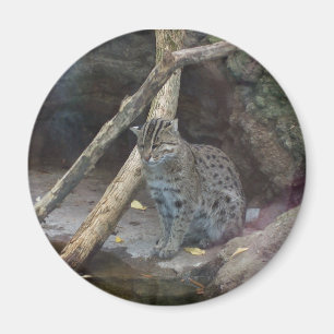 imán del gato de la pesca