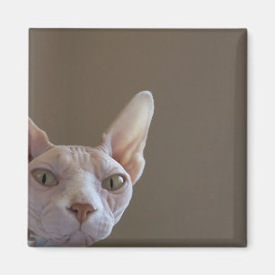 Imán del gato de Sphynx