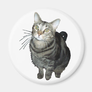 Imán del gato de Tabby