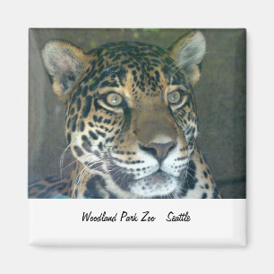 Imán del gato del parque zoológico del parque de