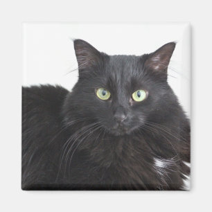 Imán del gato negro