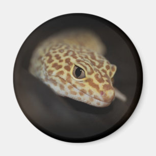 Imán del Gecko del leopardo