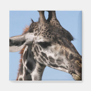 imán del giraff