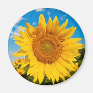 Imán del girasol