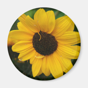 Imán del girasol