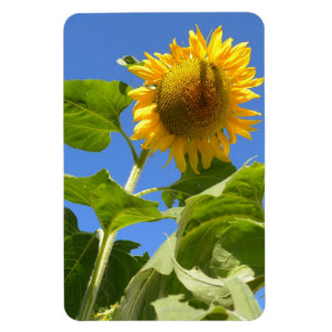 Imán del girasol
