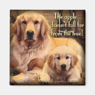 Imán del golden retriever