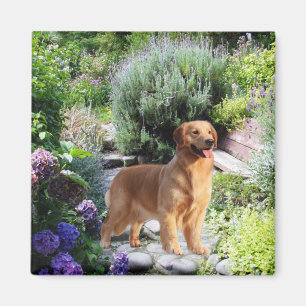 Imán del golden retriever