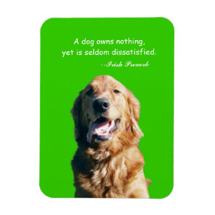 Imán del golden retriever con proverbio irlandés