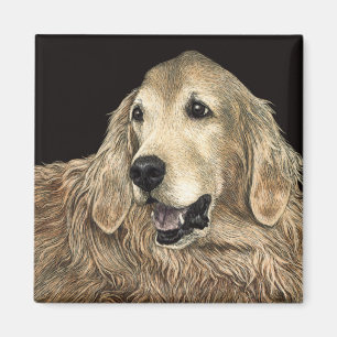 Imán del golden retriever - "oso "