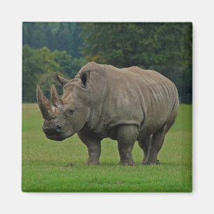 Imán del Hippopotamus