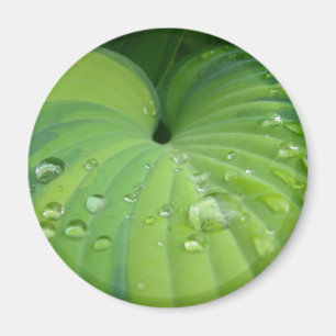 Imán del "Hosta armonioso"