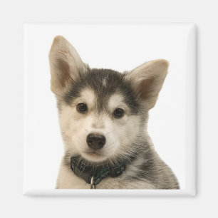 Imán del husky siberiano