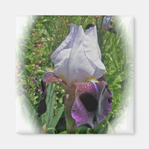 Imán del iris