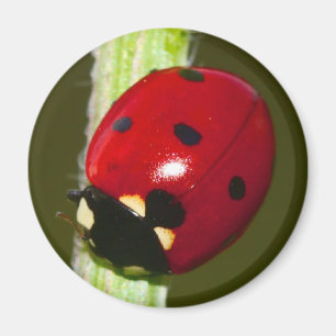imán del ladybeetle