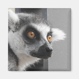 Imán del Lemur