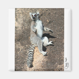 Imán del lemur de la adoración de Sun