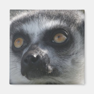 Imán del Lemur del Ringtail