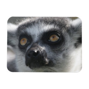 Imán del Lemur del Ringtail
